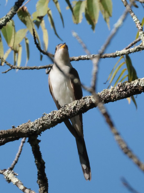 Yellow-billed Cuckoo - ML623608695