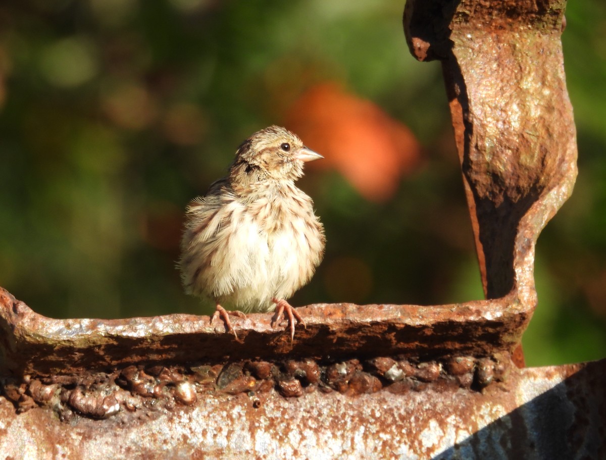 Song Sparrow - Glenn Hodgkins