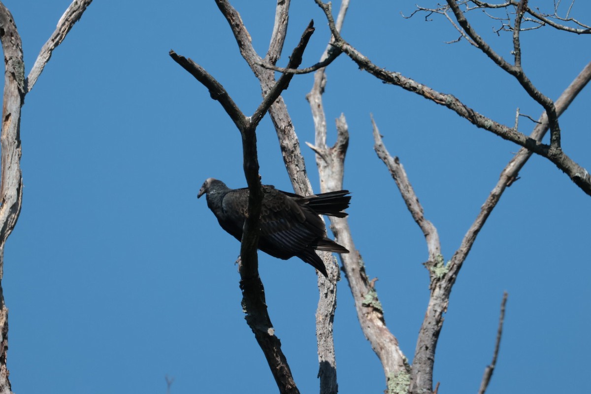 Turkey Vulture - ML623608715