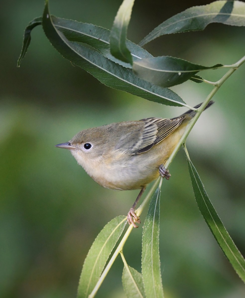 Yellow Warbler - Caleb P.