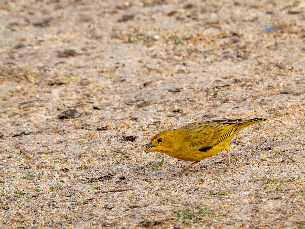 Saffron Finch - ML623608763