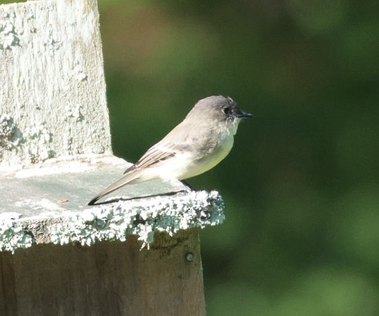 Eastern Phoebe - ML623608785