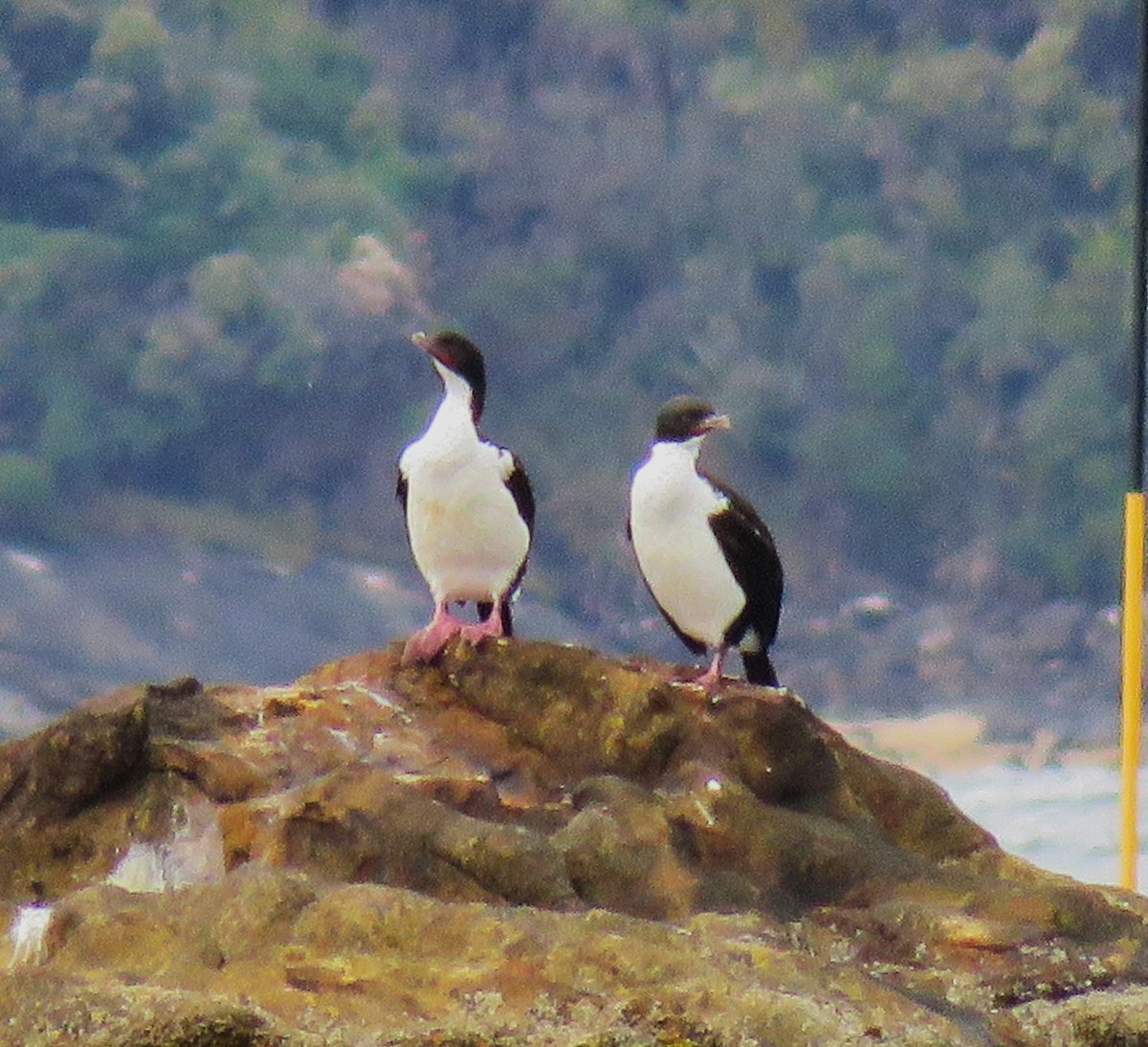 Stewart Island Shag - ML623608808