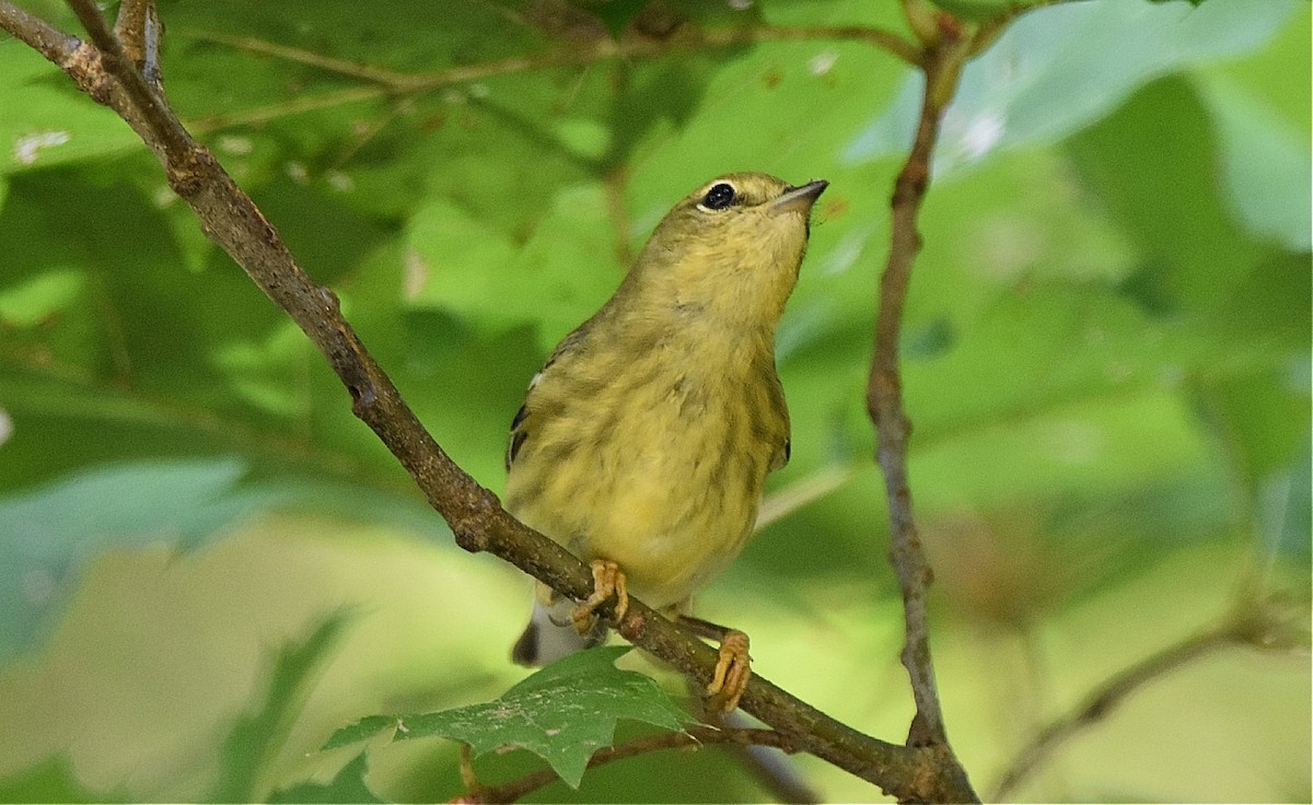 Blackpoll Warbler - ML623608825