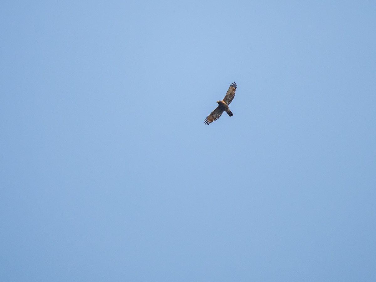 Roadside Hawk - ML623608852