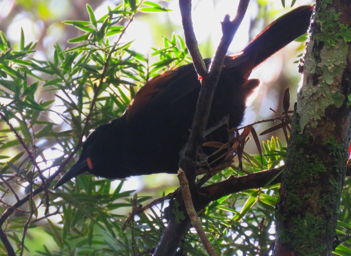 South Island Saddleback - ML623608874