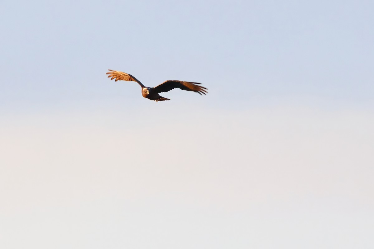 Western Marsh Harrier - ML623608880