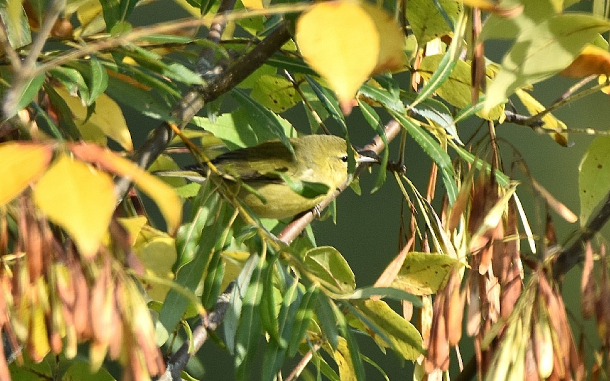 Tennessee Warbler - Glenn Hodgkins