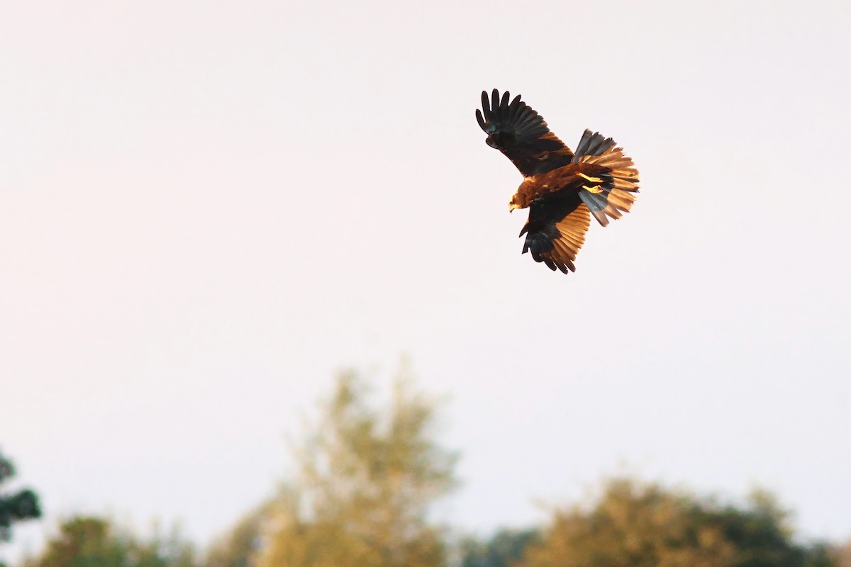 Western Marsh Harrier - ML623608884