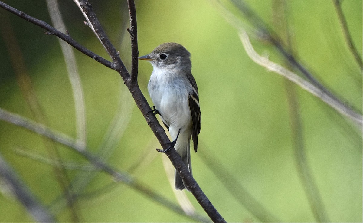 Alder/Willow Flycatcher (Traill's Flycatcher) - ML623608890