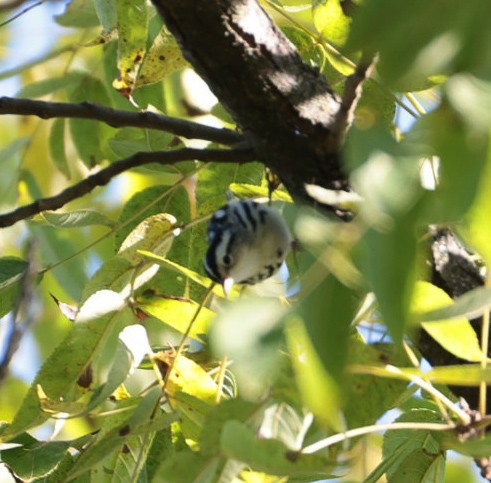 Black-and-white Warbler - ML623608895