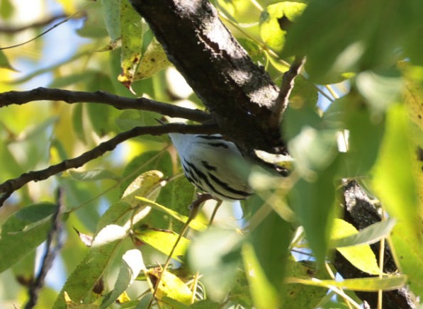 Black-and-white Warbler - ML623608910