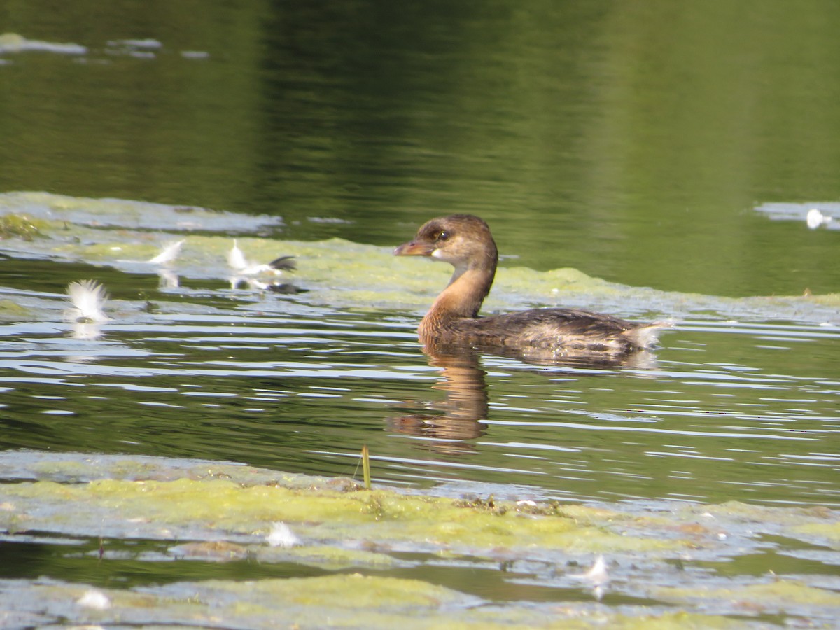 Pied-billed Grebe - ML623608973