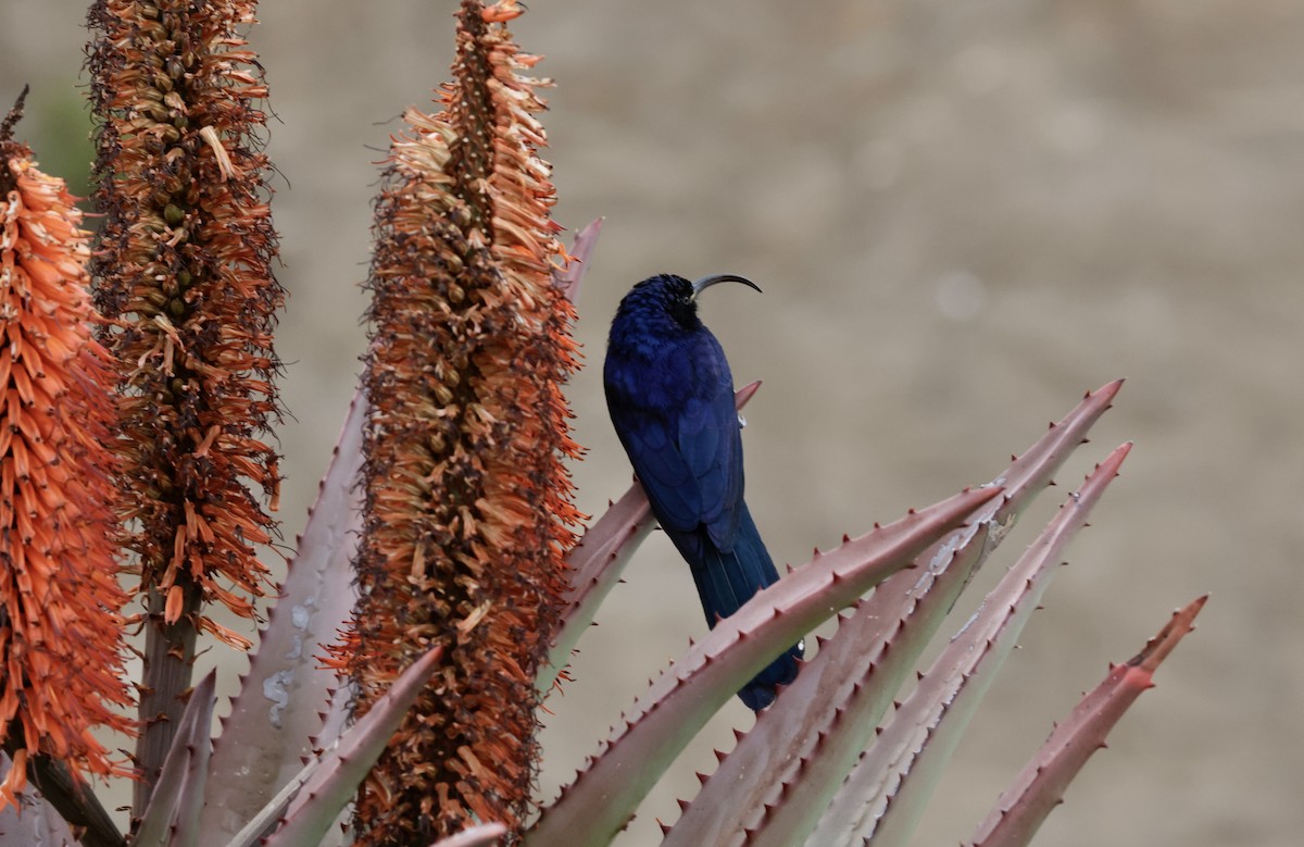 Common Scimitarbill - Bert Fisher