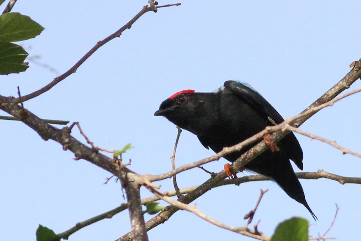 Lance-tailed Manakin - ML623608978