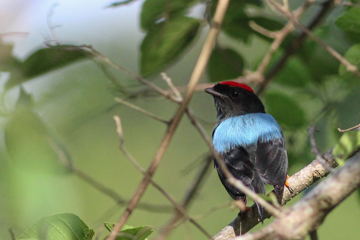 Lance-tailed Manakin - ML623608979