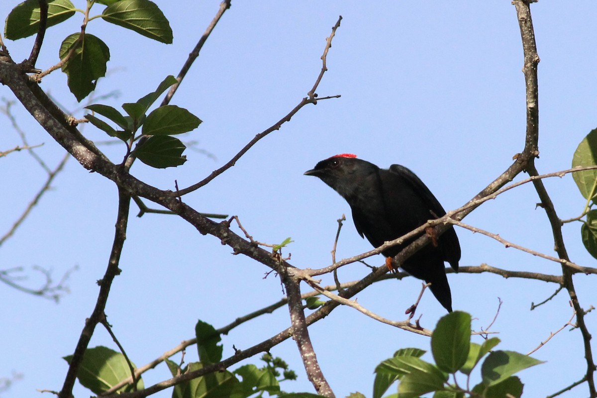 Lance-tailed Manakin - ML623608980