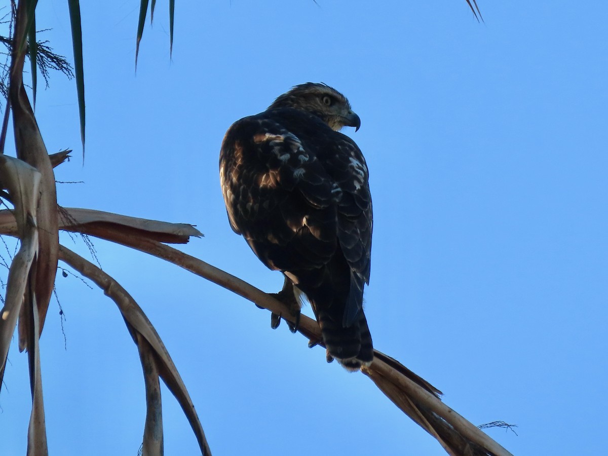 Red-tailed Hawk - Ben Newhouse