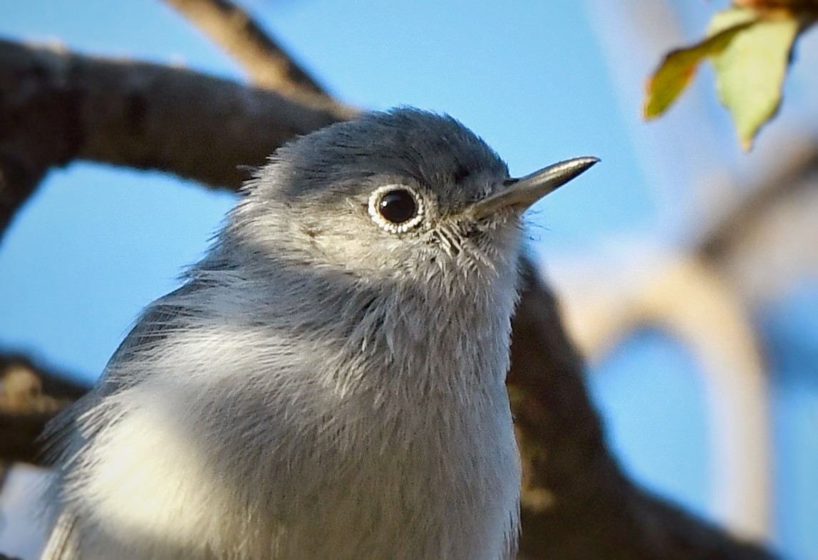 Blue-gray Gnatcatcher - Caleb P.