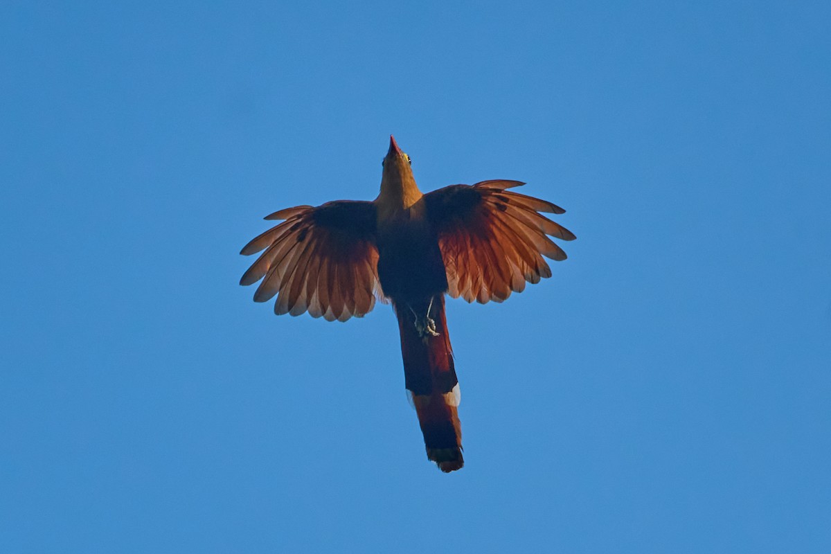 Black-bellied Cuckoo - ML623609133