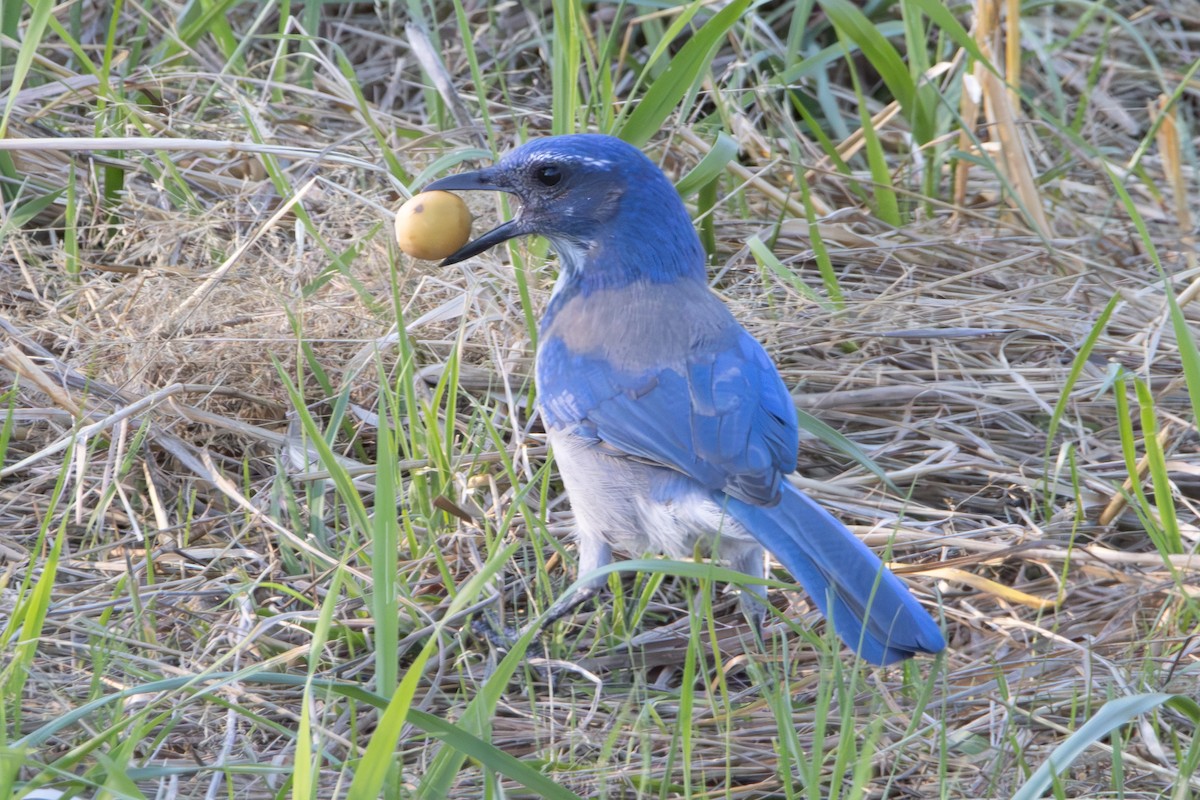 California Scrub-Jay - ML623609141