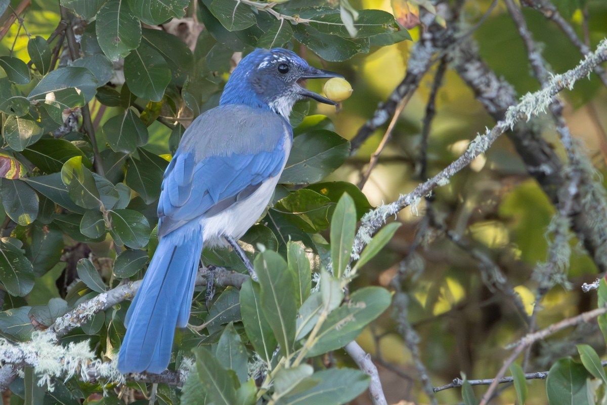 California Scrub-Jay - ML623609144