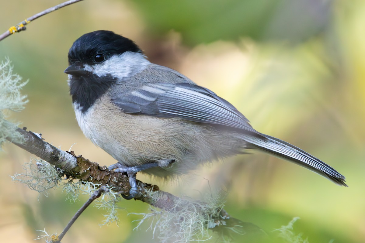 Black-capped Chickadee - ML623609146