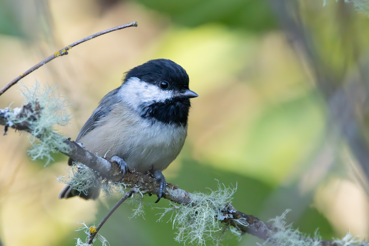 Black-capped Chickadee - ML623609147