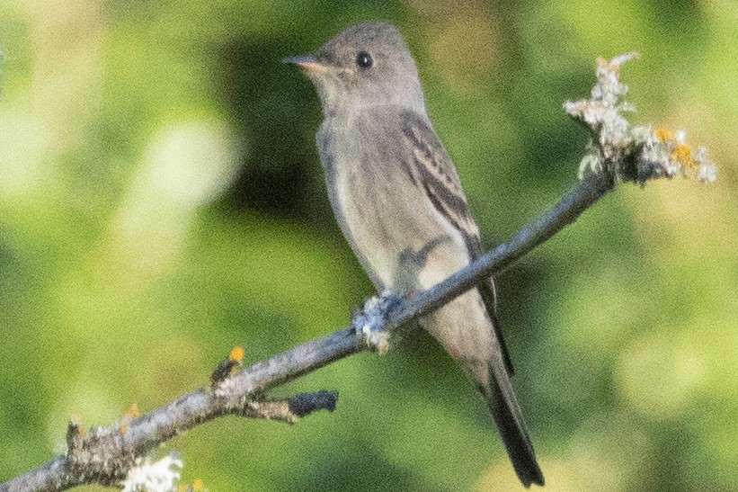 Western Wood-Pewee - ML623609151