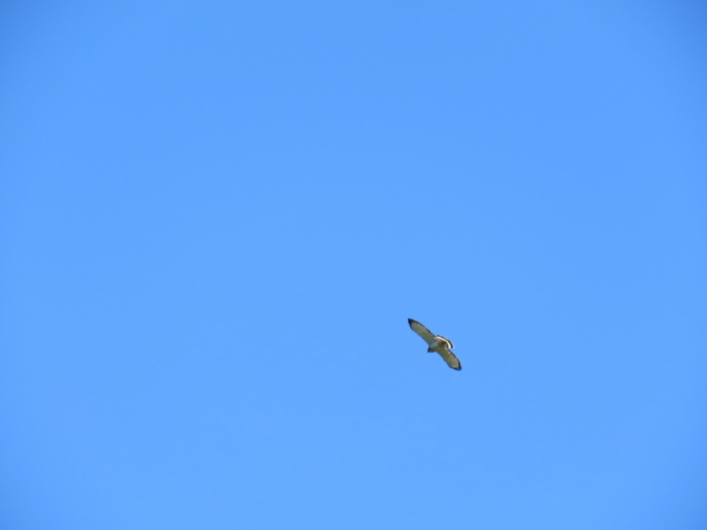 Broad-winged Hawk - ML623609153