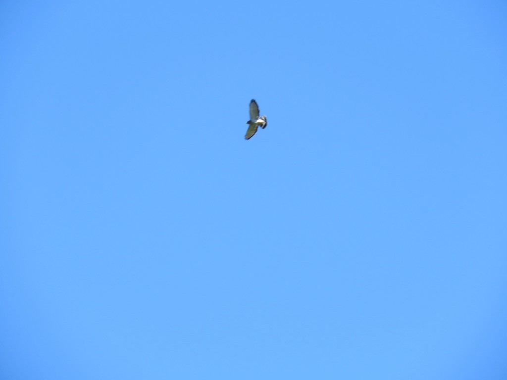 Broad-winged Hawk - ML623609154