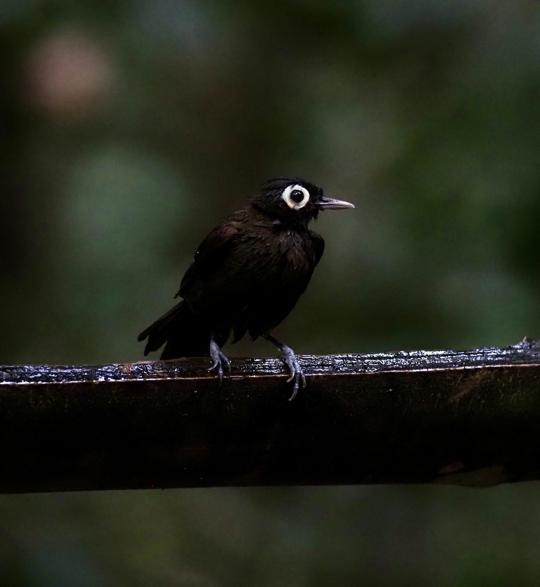 Bare-eyed Antbird - Sherry Lane