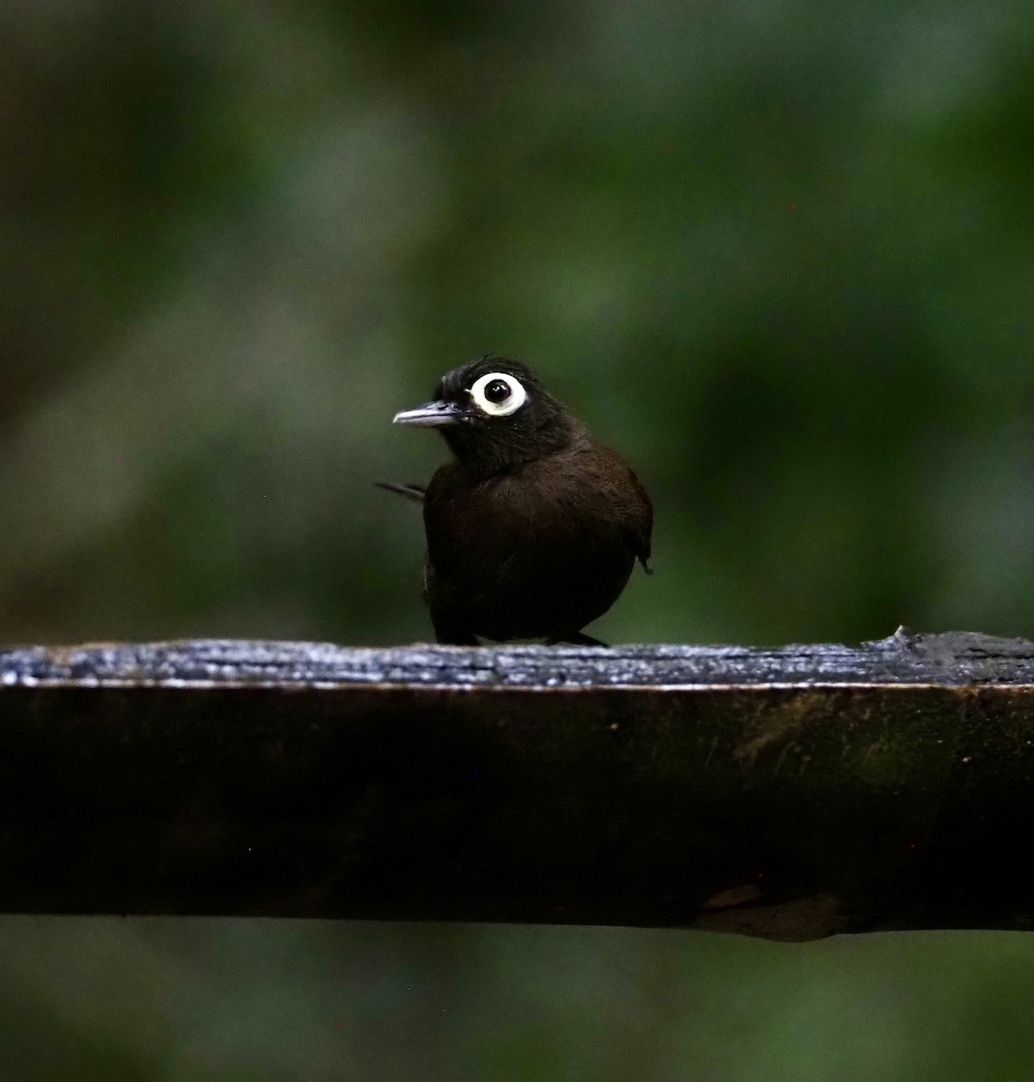 Bare-eyed Antbird - ML623609201