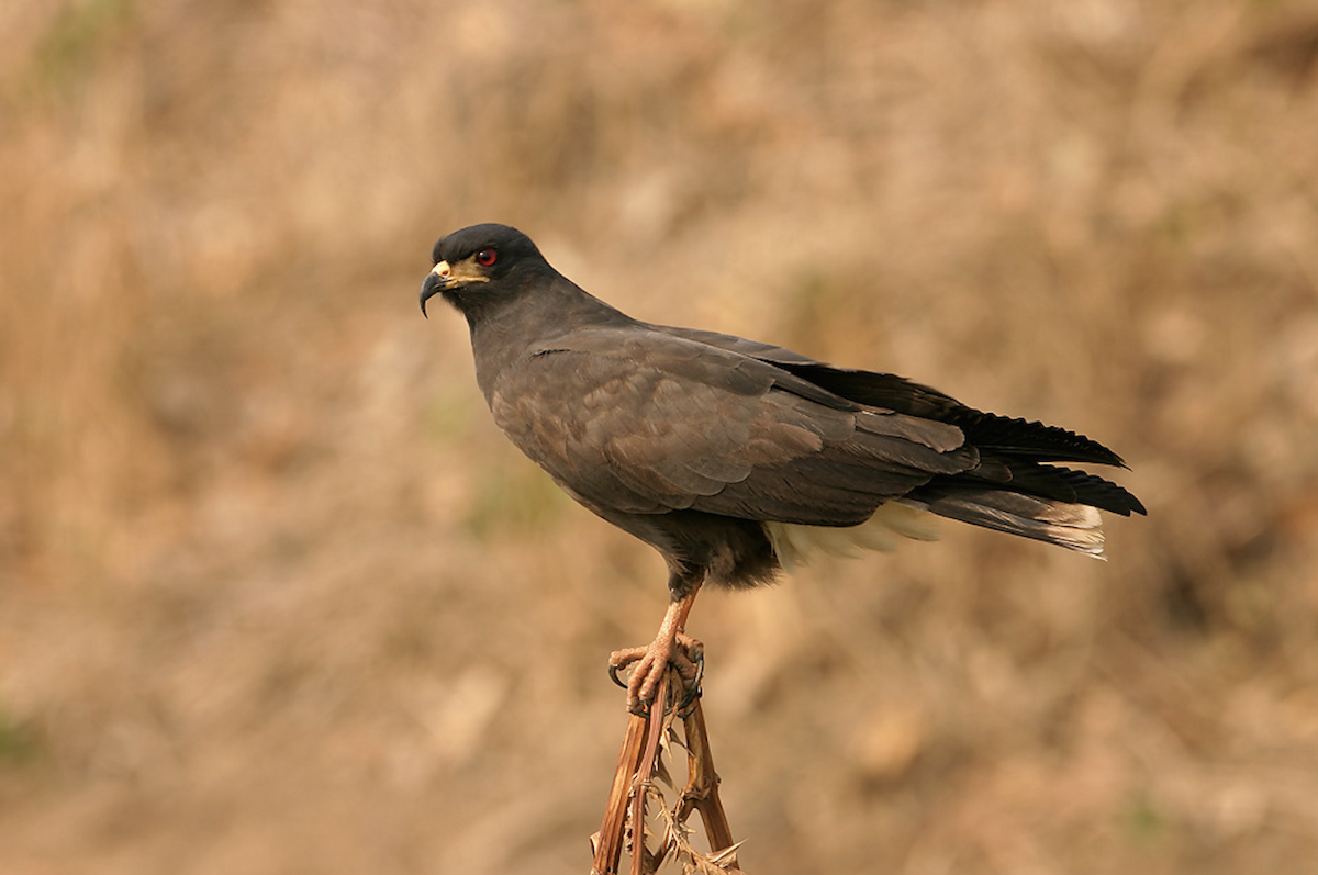 Snail Kite - ML623609204