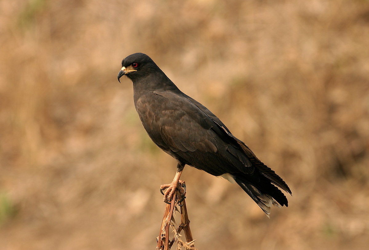 Snail Kite - ML623609205