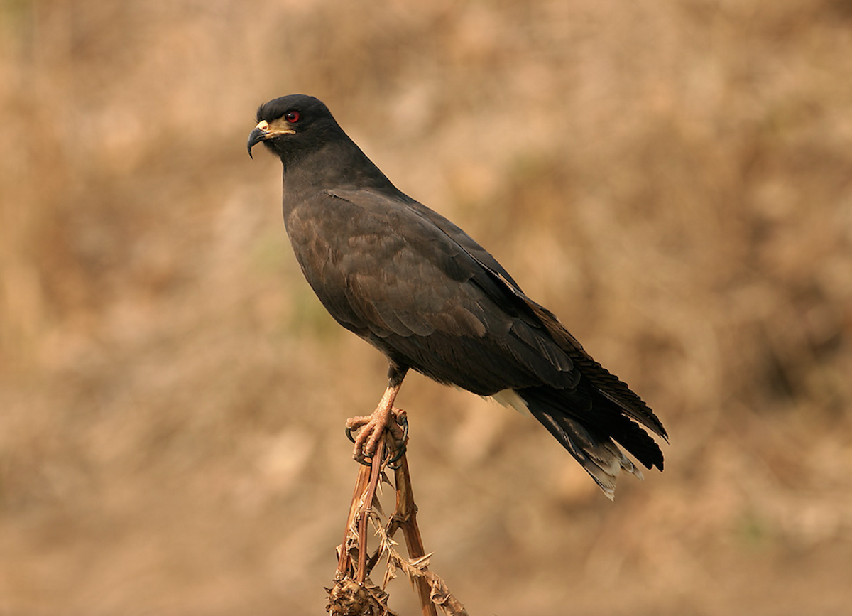 Snail Kite - ML623609206