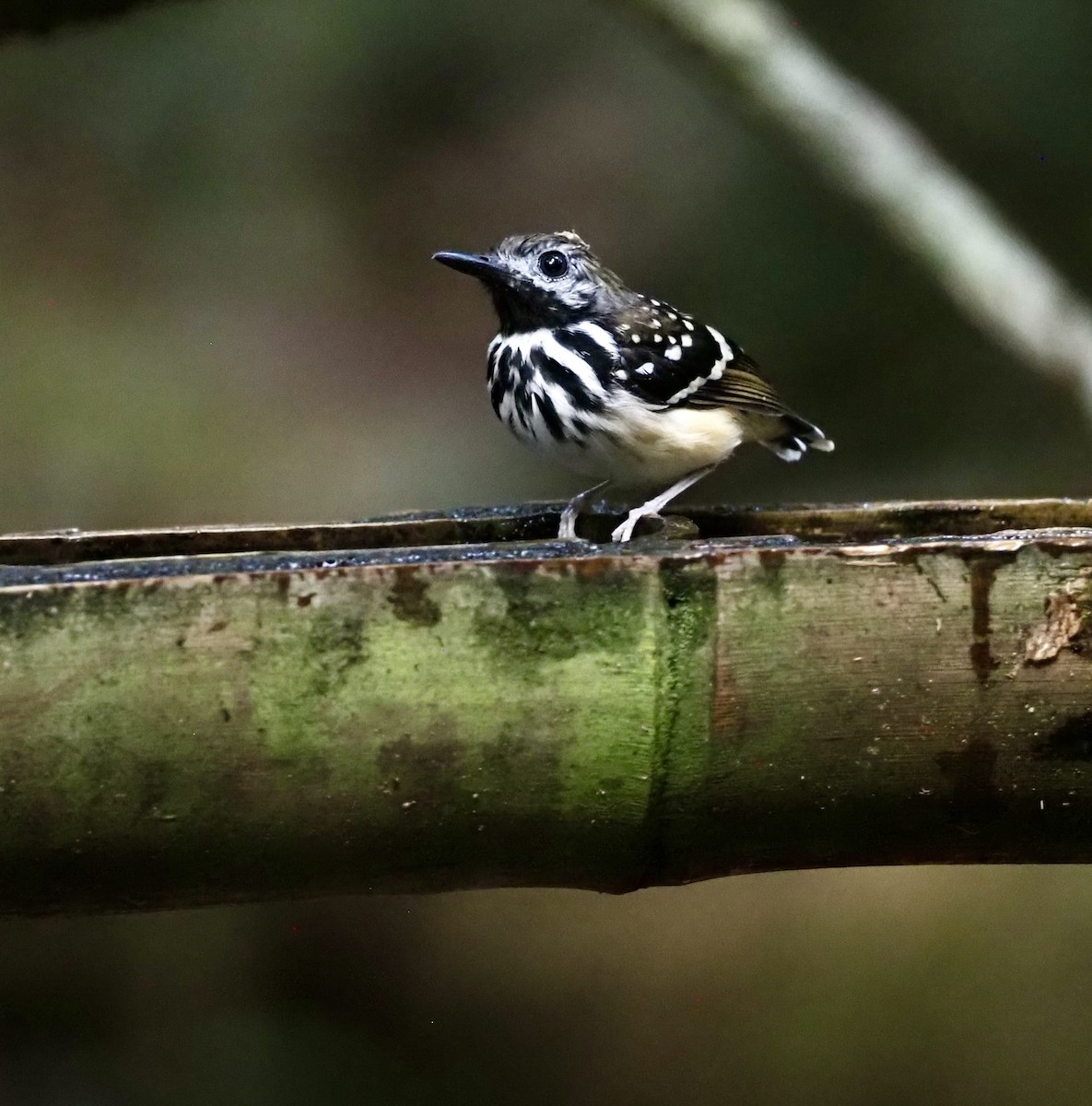 Dot-backed Antbird - ML623609242