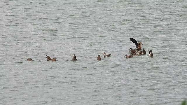 Black-bellied Whistling-Duck - ML623609245