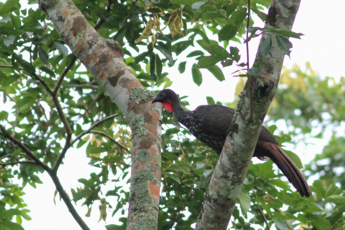 Crested Guan - ML623609308