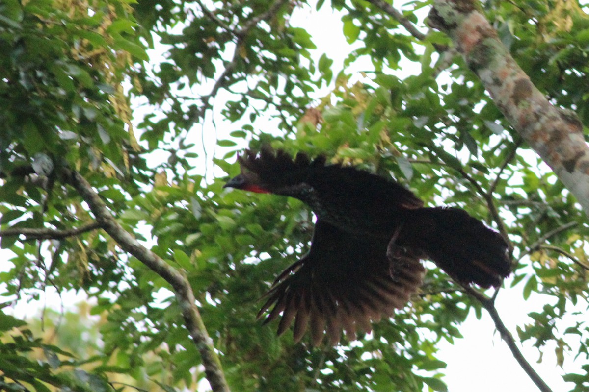 Crested Guan - ML623609309