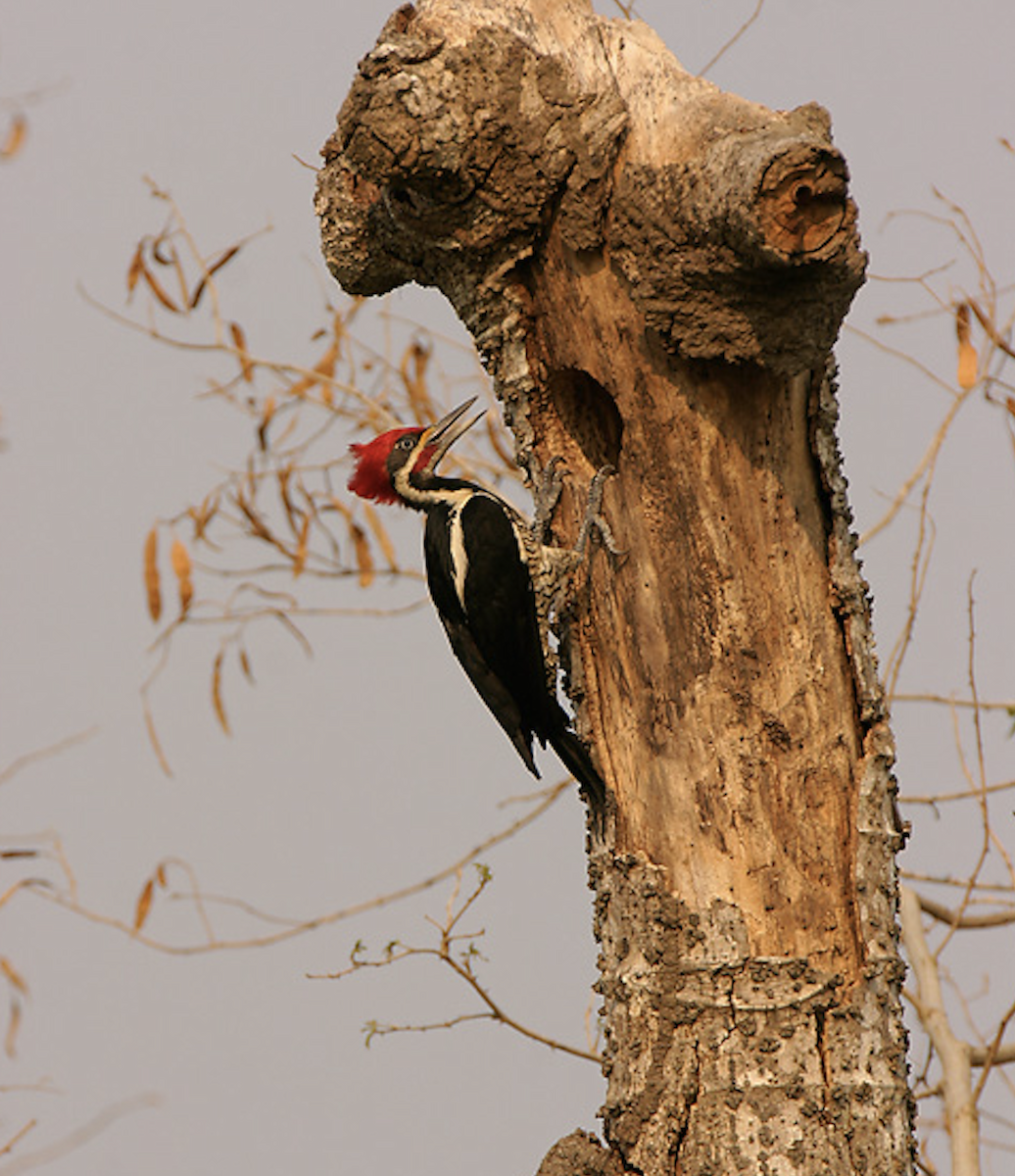 Lineated Woodpecker (Lineated) - ML623609336