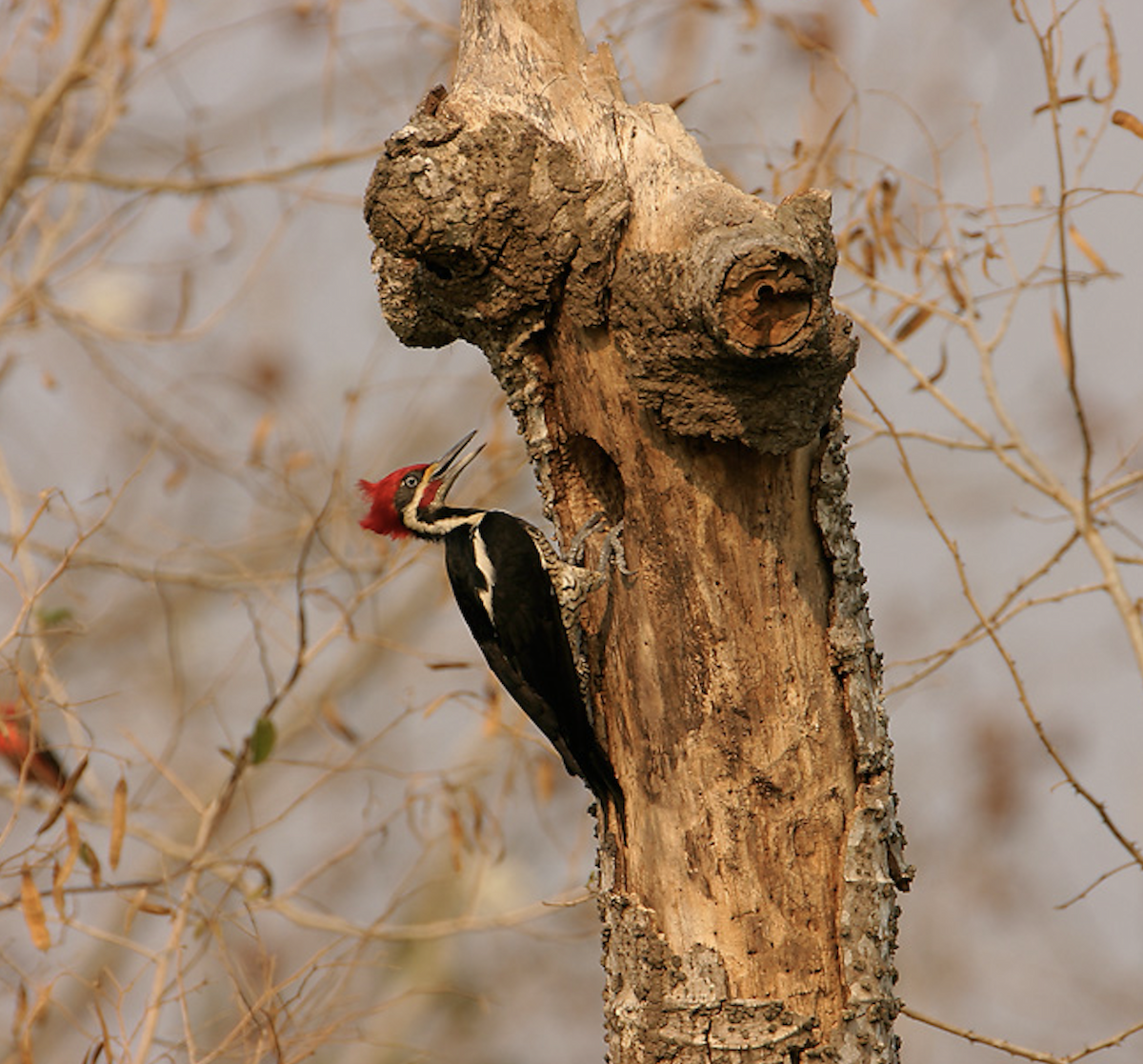 Lineated Woodpecker (Lineated) - Joseph Tobias