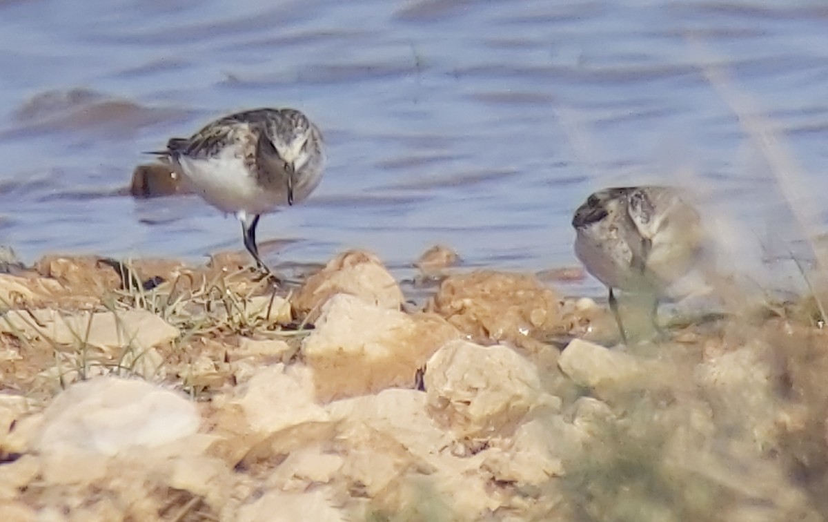 Little Stint - ML623609353