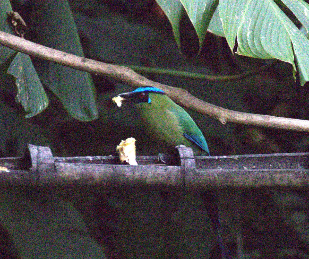 Andean Motmot - ML623609369