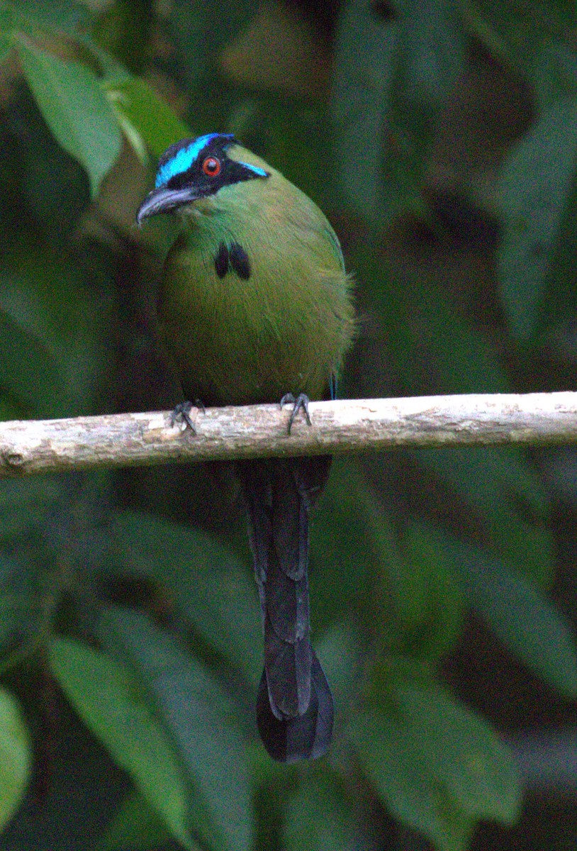 Andean Motmot - ML623609377