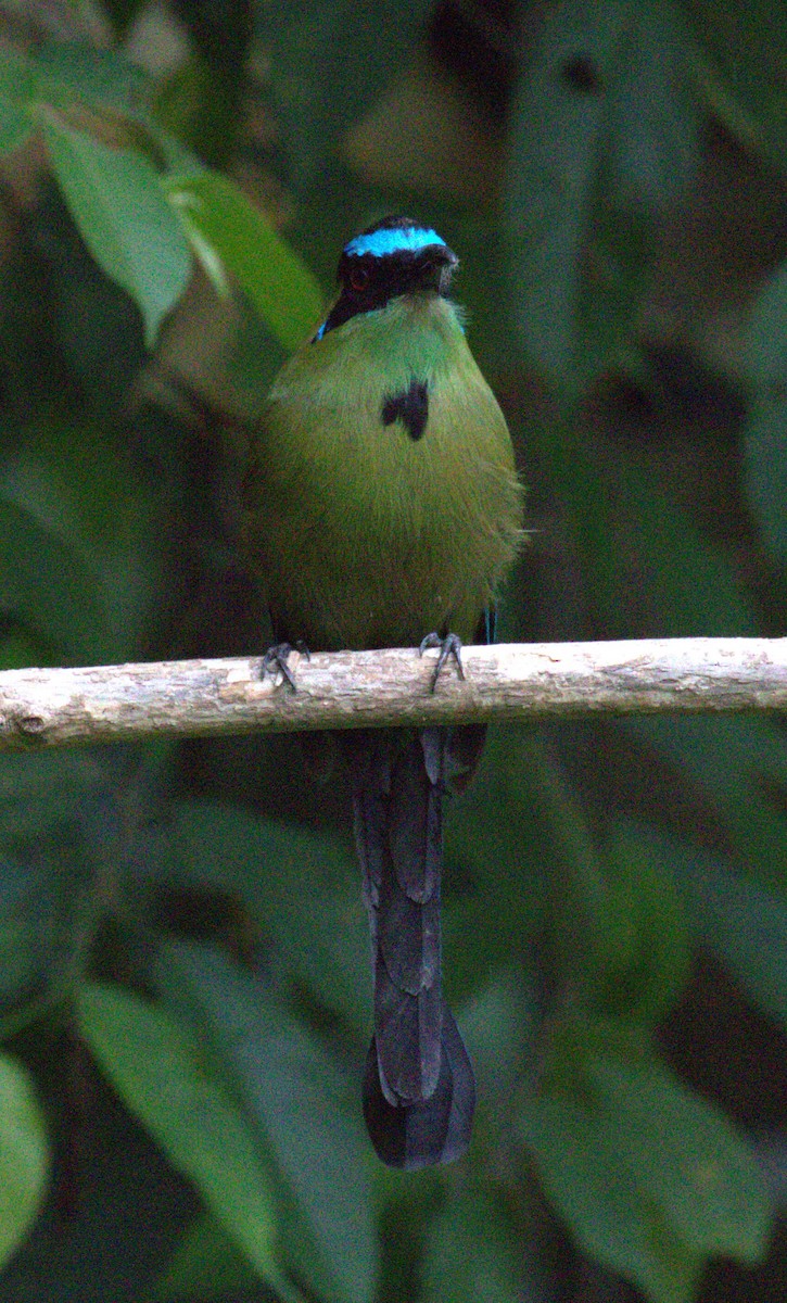 Andean Motmot - ML623609382