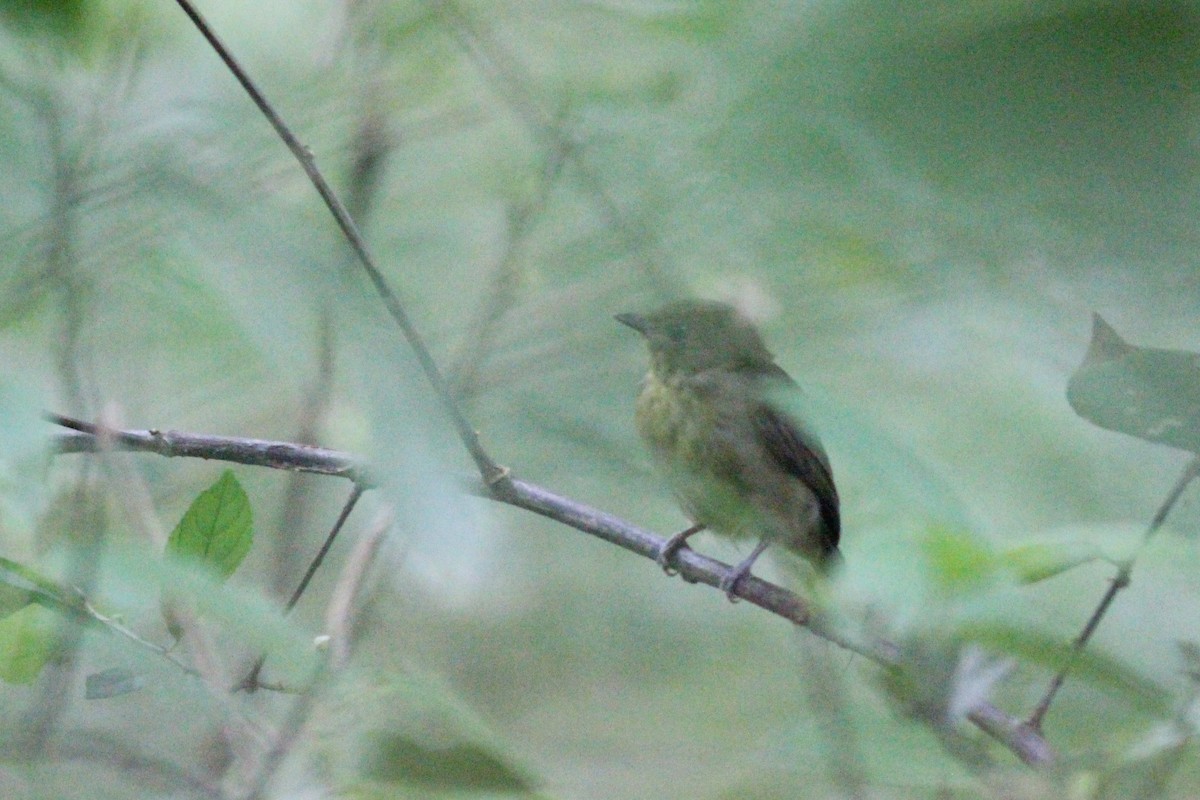 Wire-tailed Manakin - ML623609386