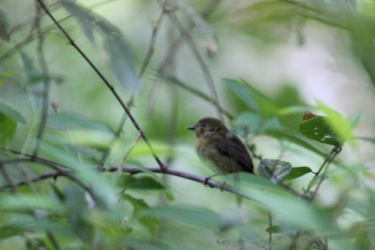 Wire-tailed Manakin - ML623609389