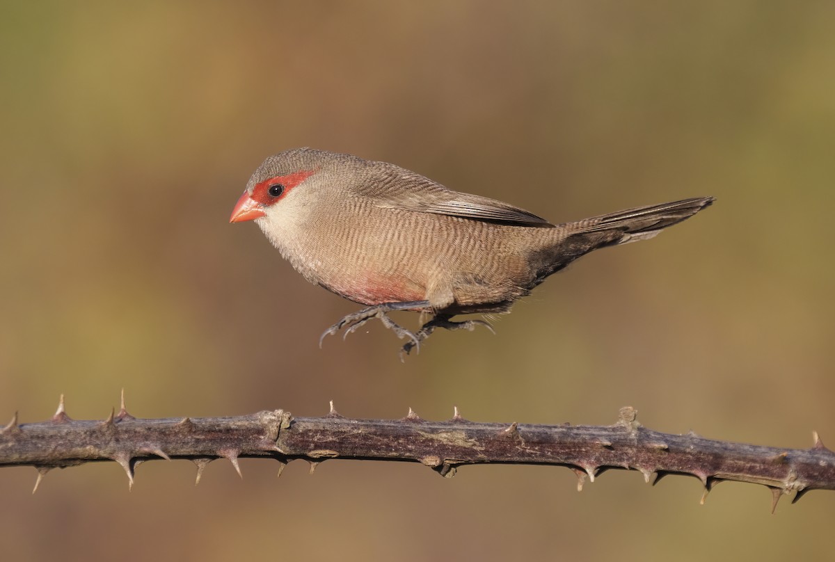 Common Waxbill - ML623609406