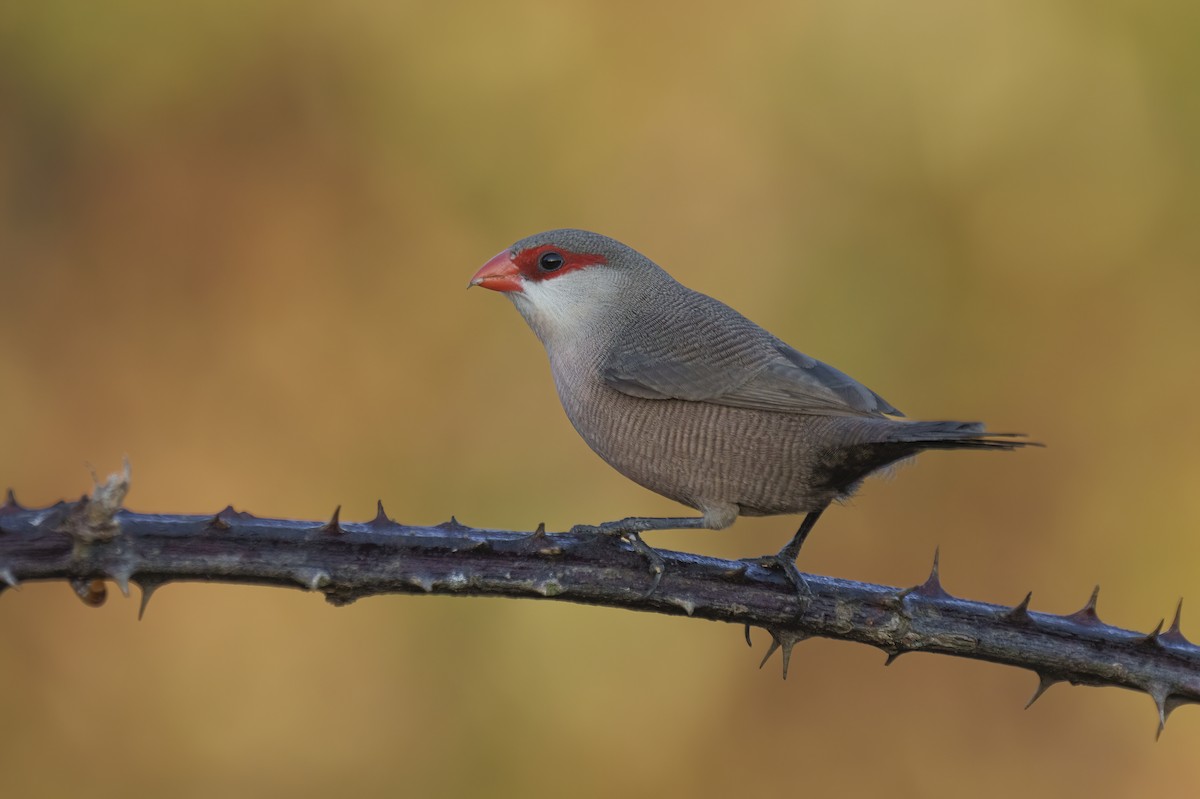 Common Waxbill - ML623609407